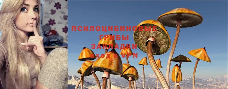 Псилоцибиновые грибы Magic Shrooms  Гаврилов Посад 